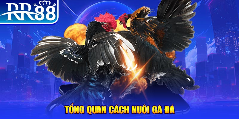 wynn08 VA Điện Tử