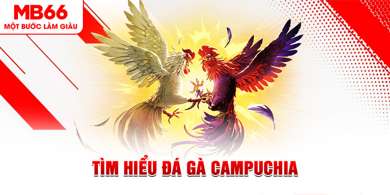 wynn08 đá gà trực tiếp