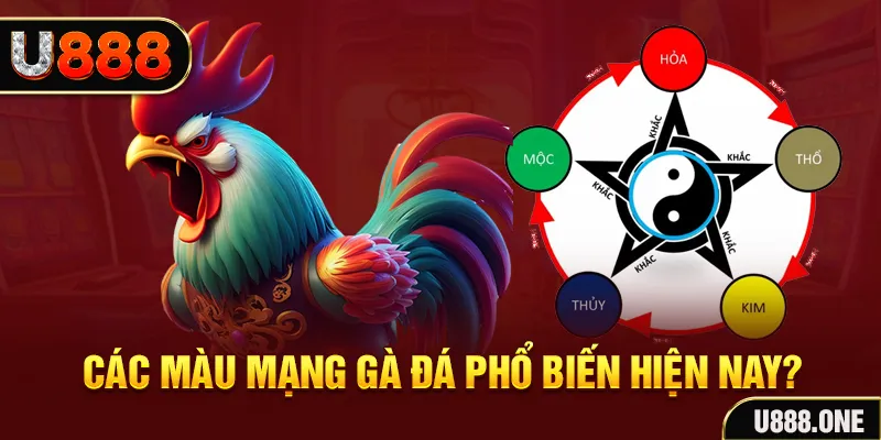 wynn08 trực tiếp đá gà 88