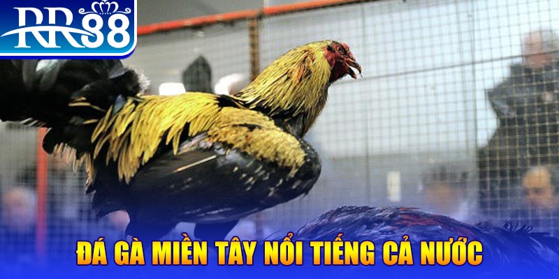 wynn08 JILI Game Bài 3d