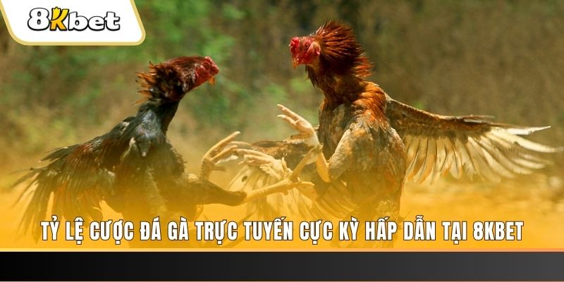 wynn08 đăng nhập phỏm trực tiếp